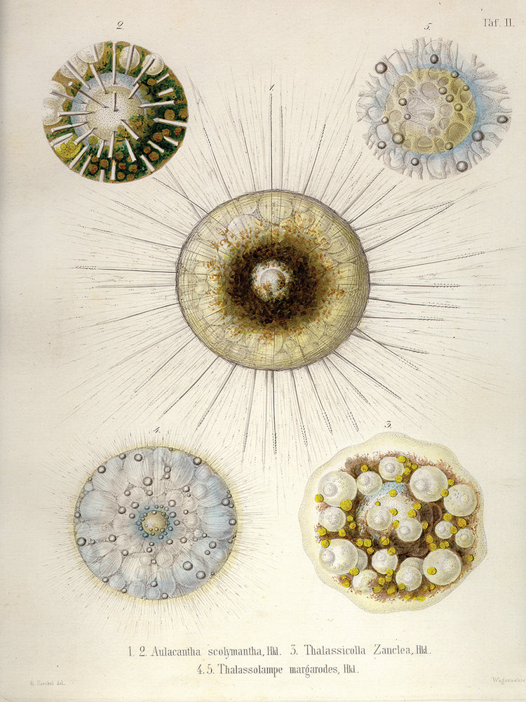 Arte de la lona Thalassicollida
