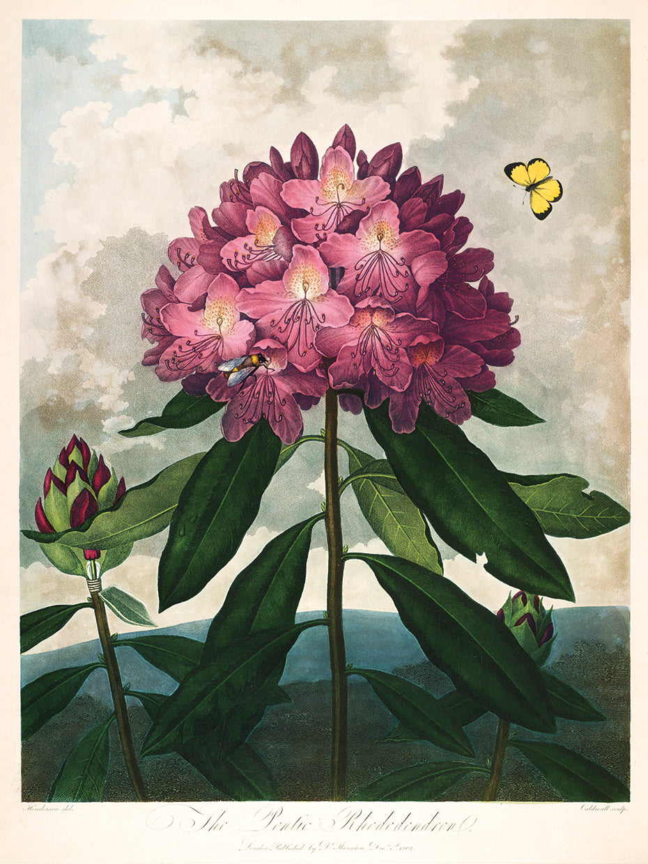 El arte de la lona del rododendro póntico