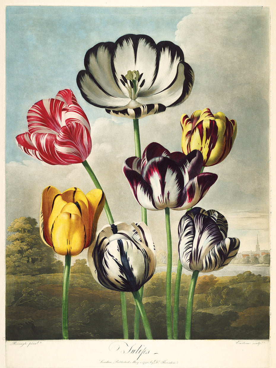 Tulips from the The Temple of Flora