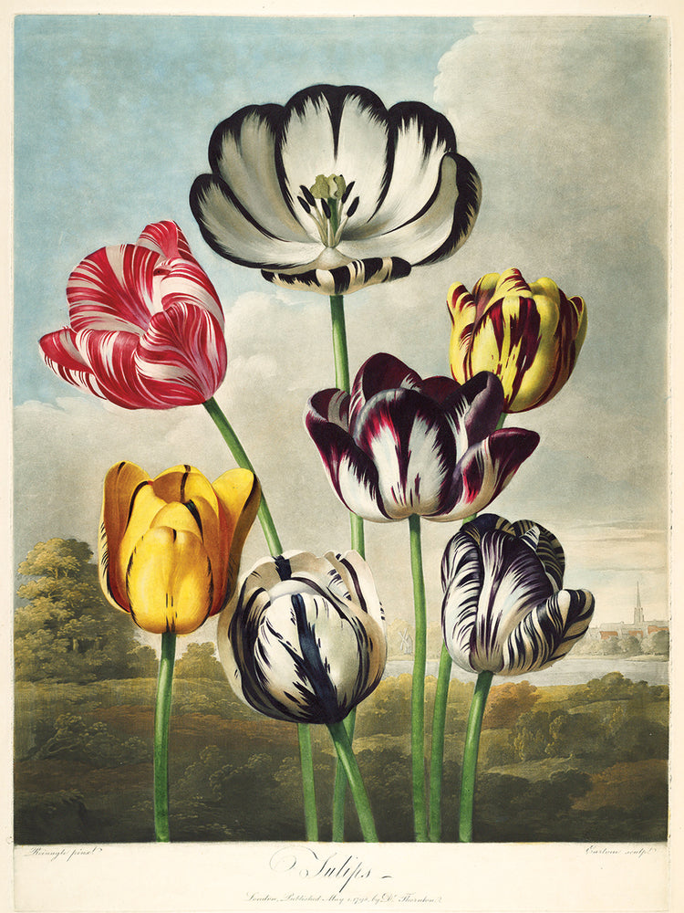 Lienzo Tulipanes del Templo de la Flora