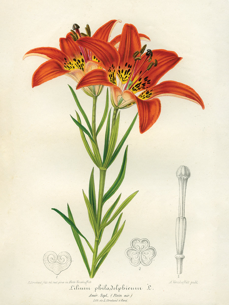 Western Red Lily