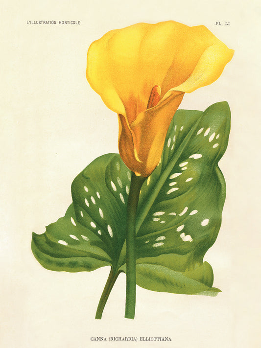 Yellow Canna Lily Canvas Print