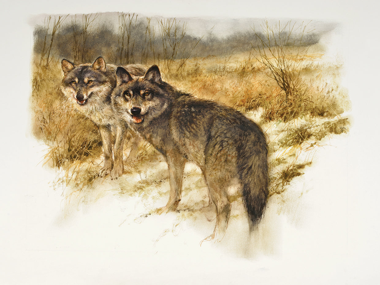 Wolfs