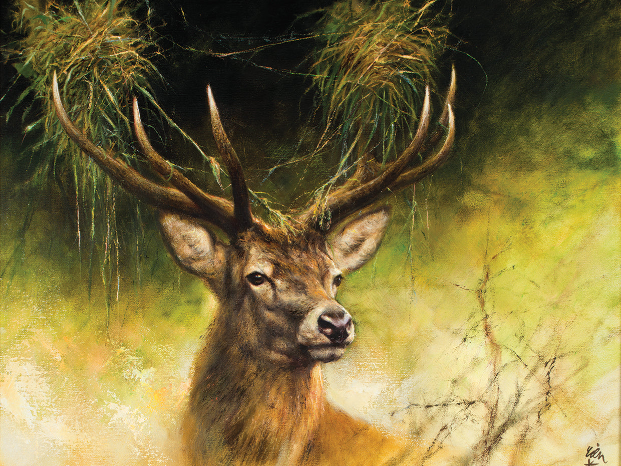 Deer Portrait