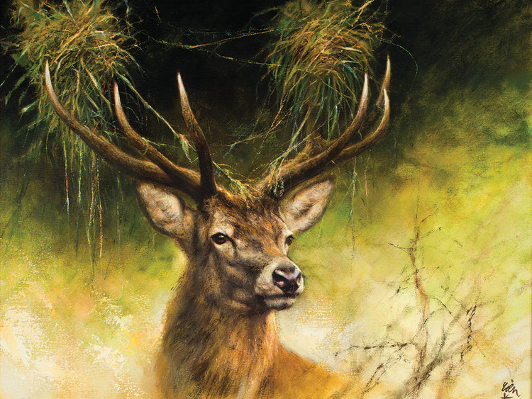 Deer Portrait