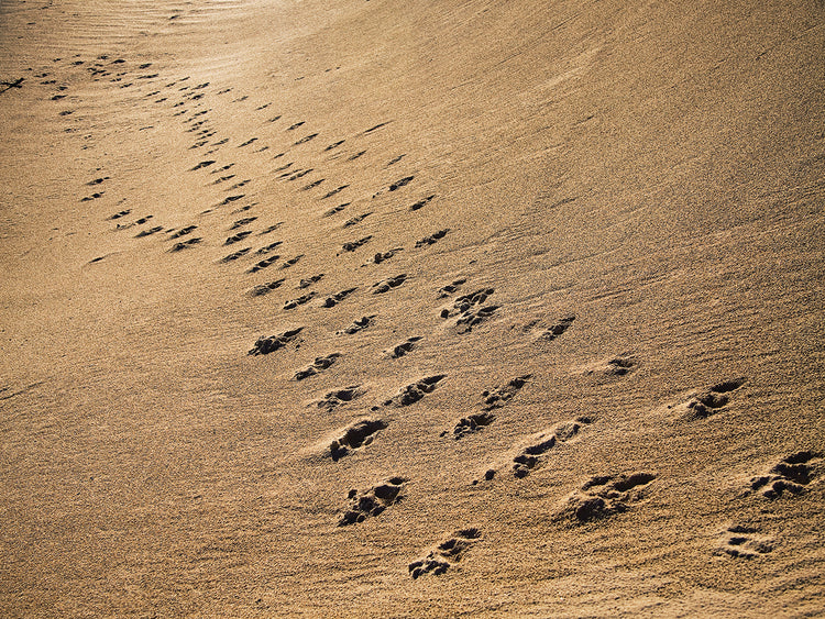 Arte de la lona de cruce de caminos