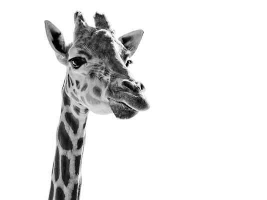 Giraffe Expressionism