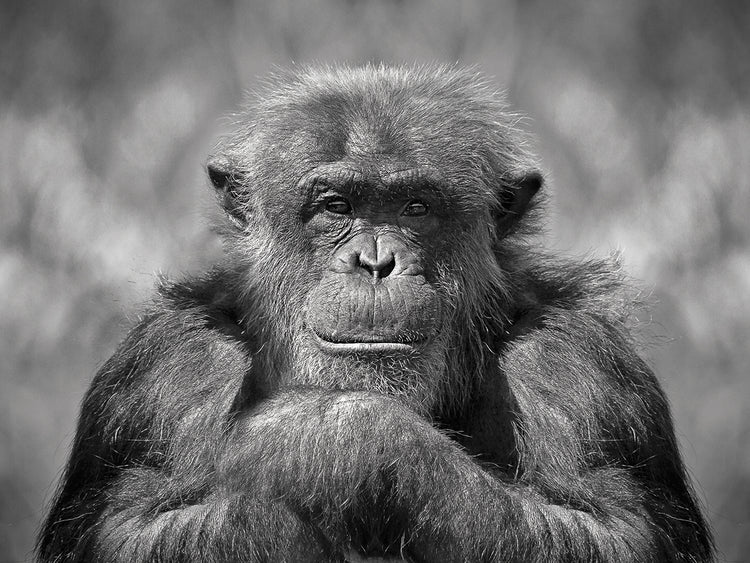 Arte de la lona del chimpancé