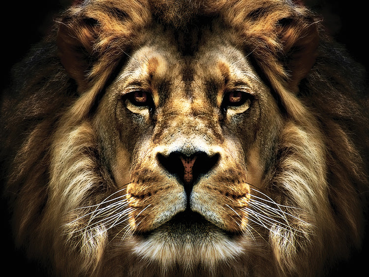 The Lion