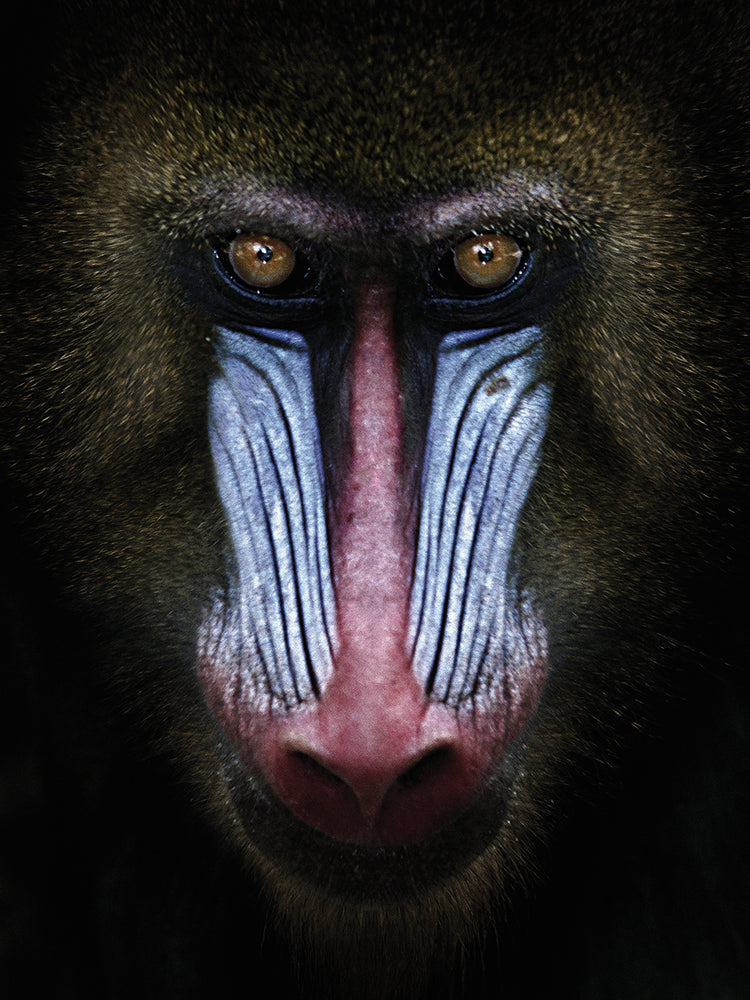 Arte de la lona del mandril