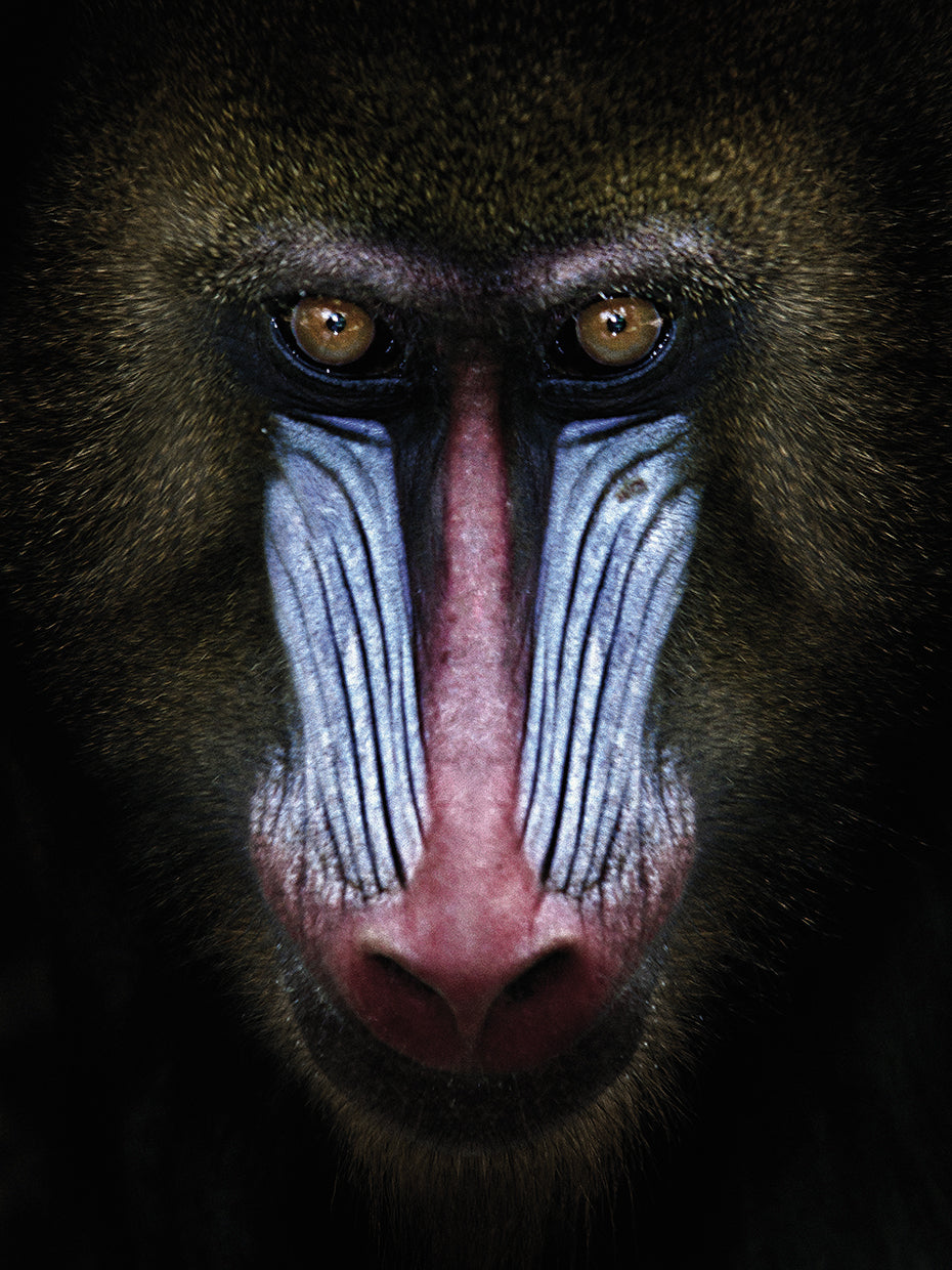 Arte de la lona del mandril