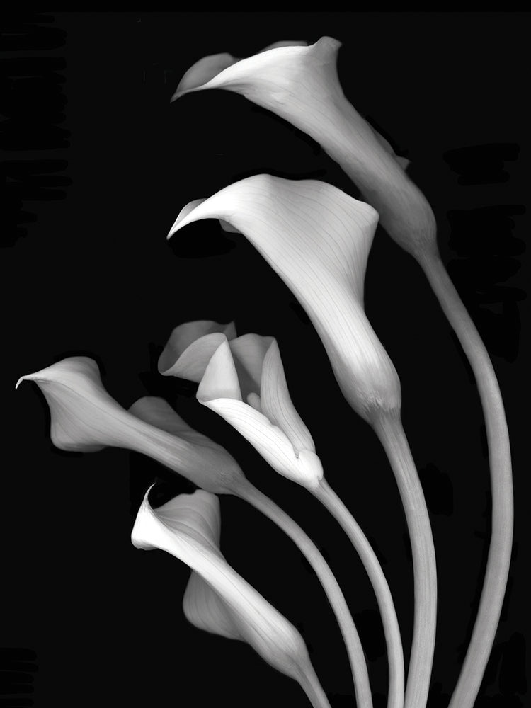 Calla Lilies #3 B&W