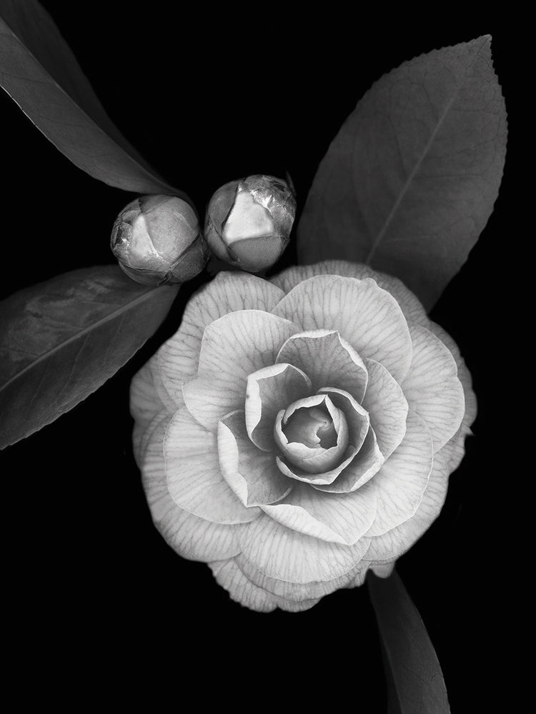 Camellia with Buds B&W