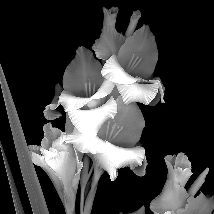 Gladiola b&w