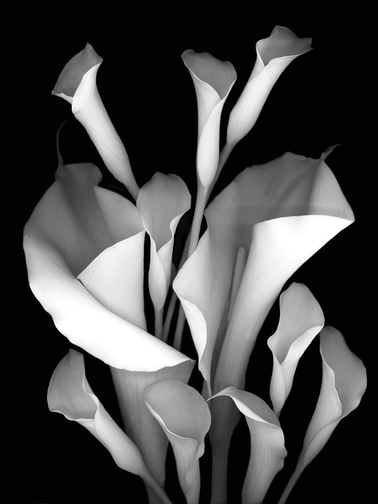 White Calla #2 B&W