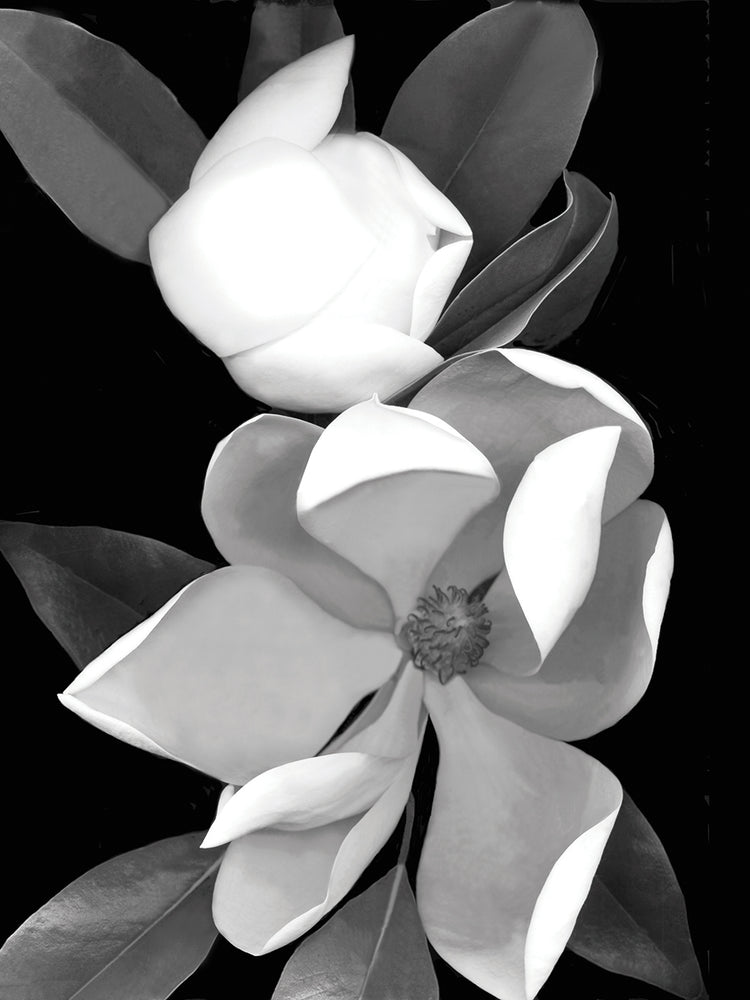 White Magnolia B&W