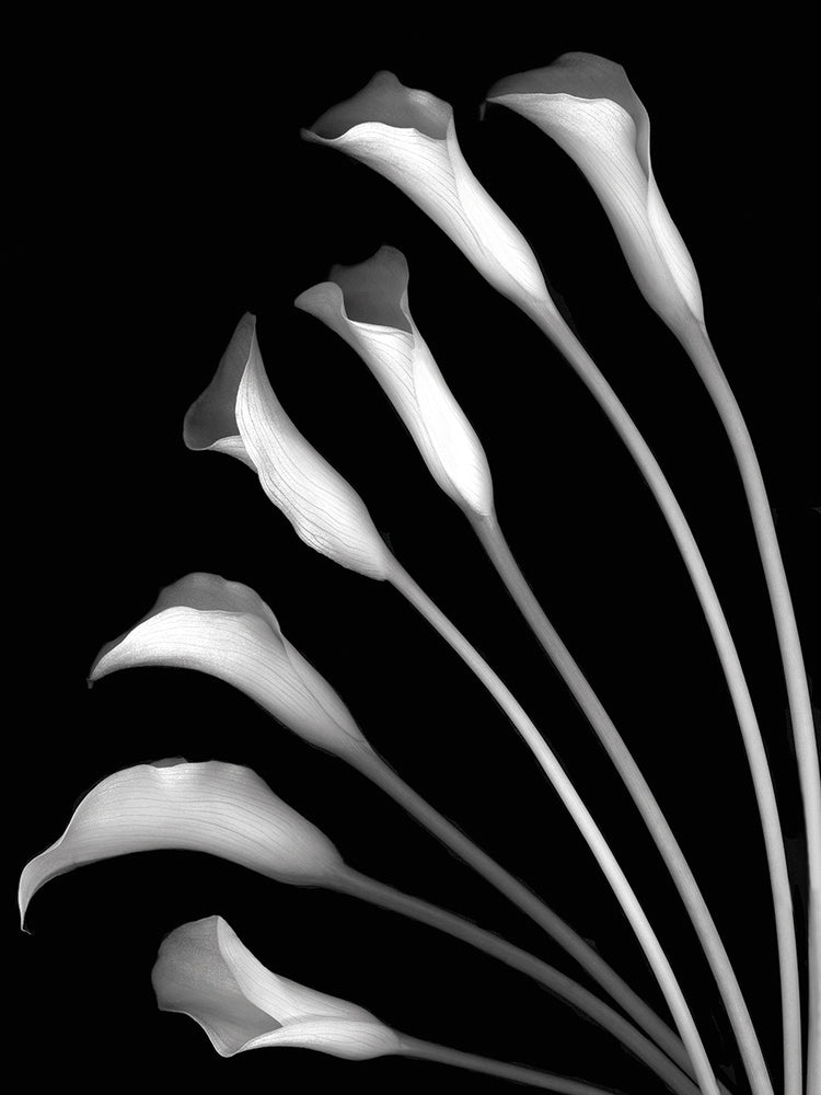 Crystal Blush Calla Lilies