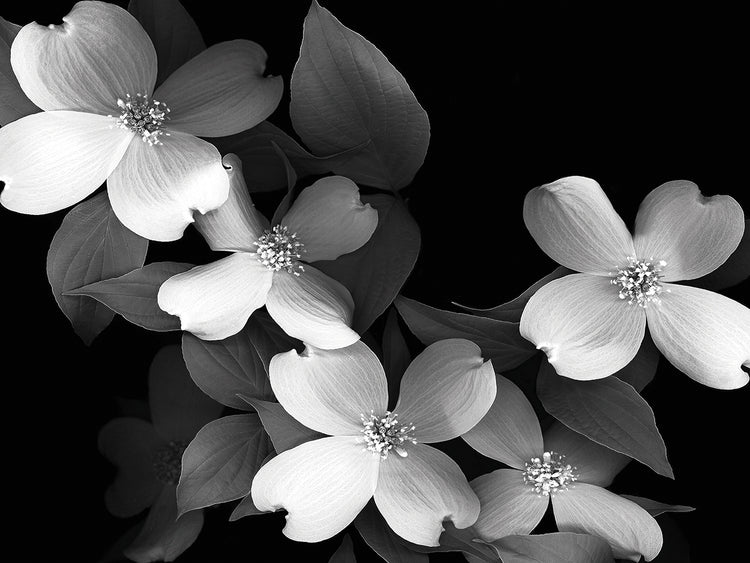 Dogwood B&W