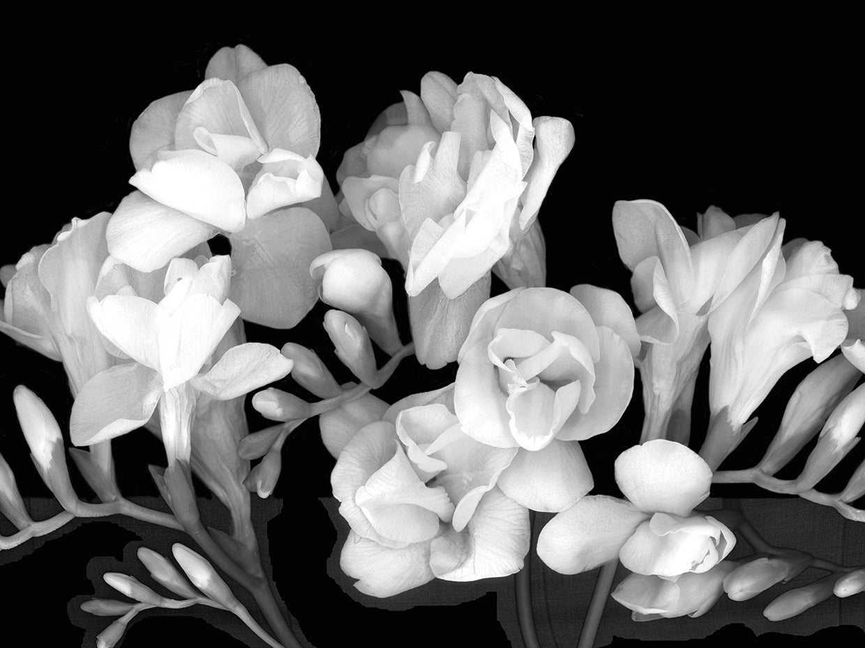 Freesia III B&W
