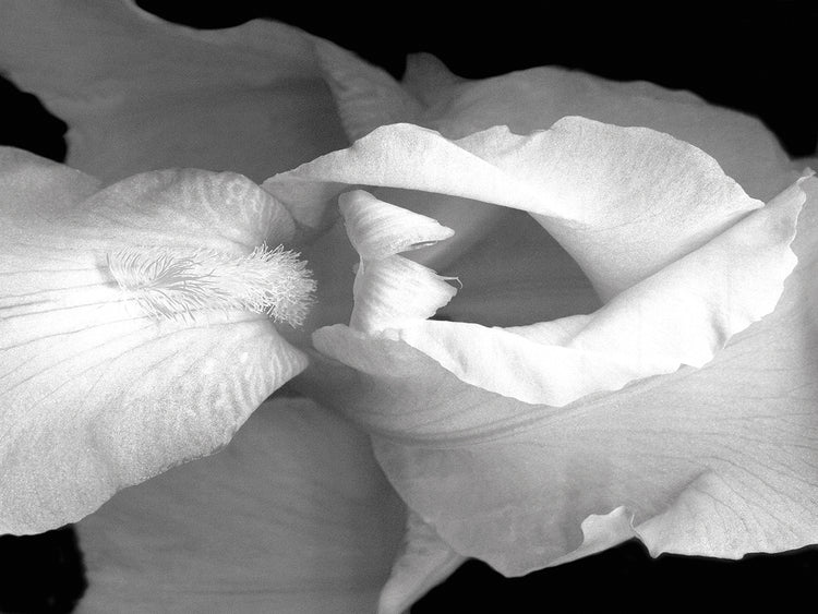 Iris B&W
