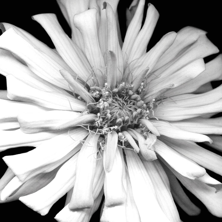 Zinnia I B&W