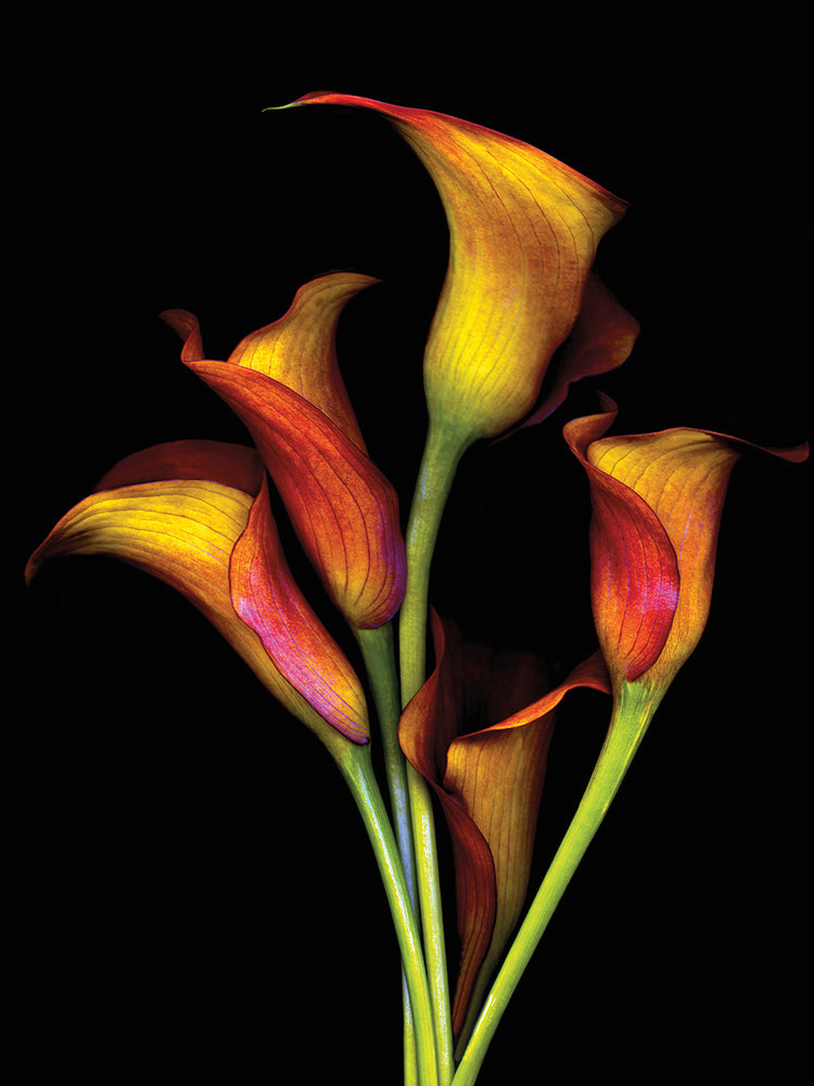 Calla Lillies 2017