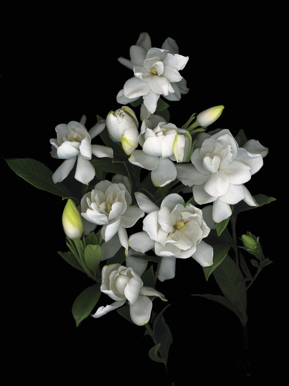 Gardenia "06