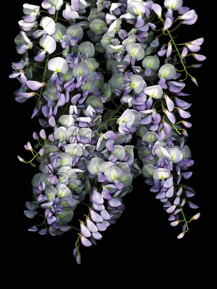 Wisteria