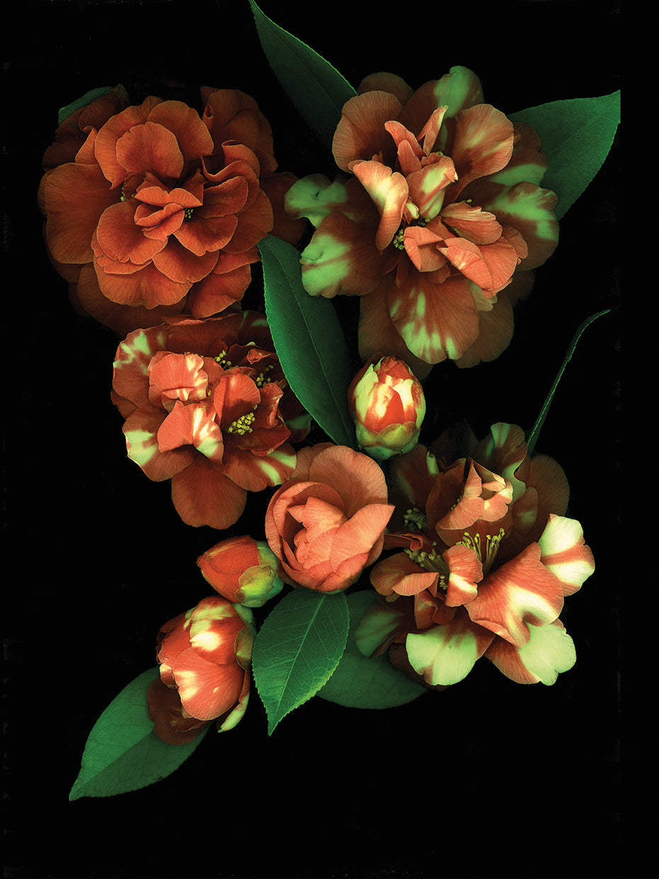Camellia #3