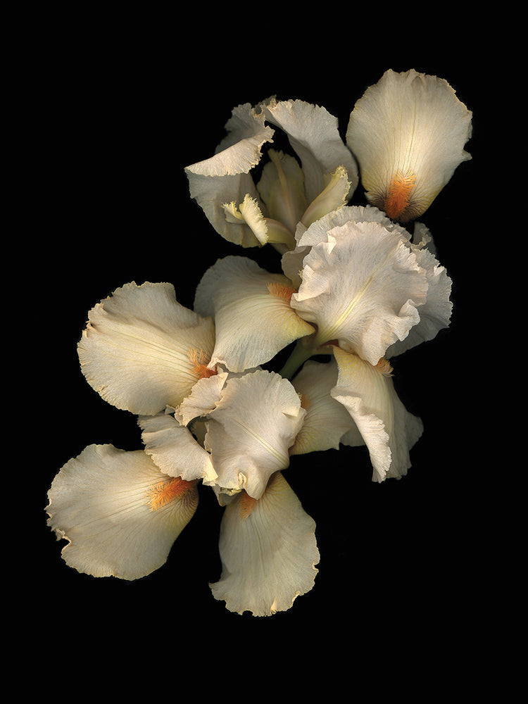 Peach Iris