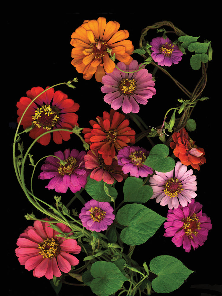 Zinnia & Morning Glory Vines