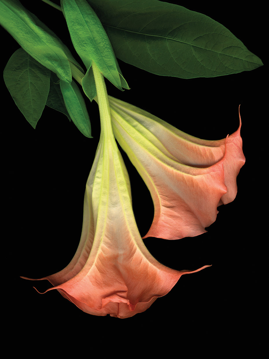 Trumpet Flower