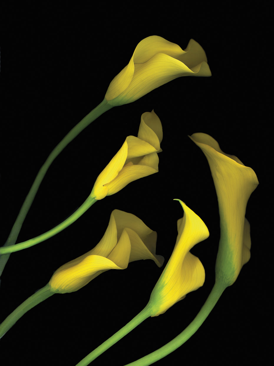 Calla Lilies #1