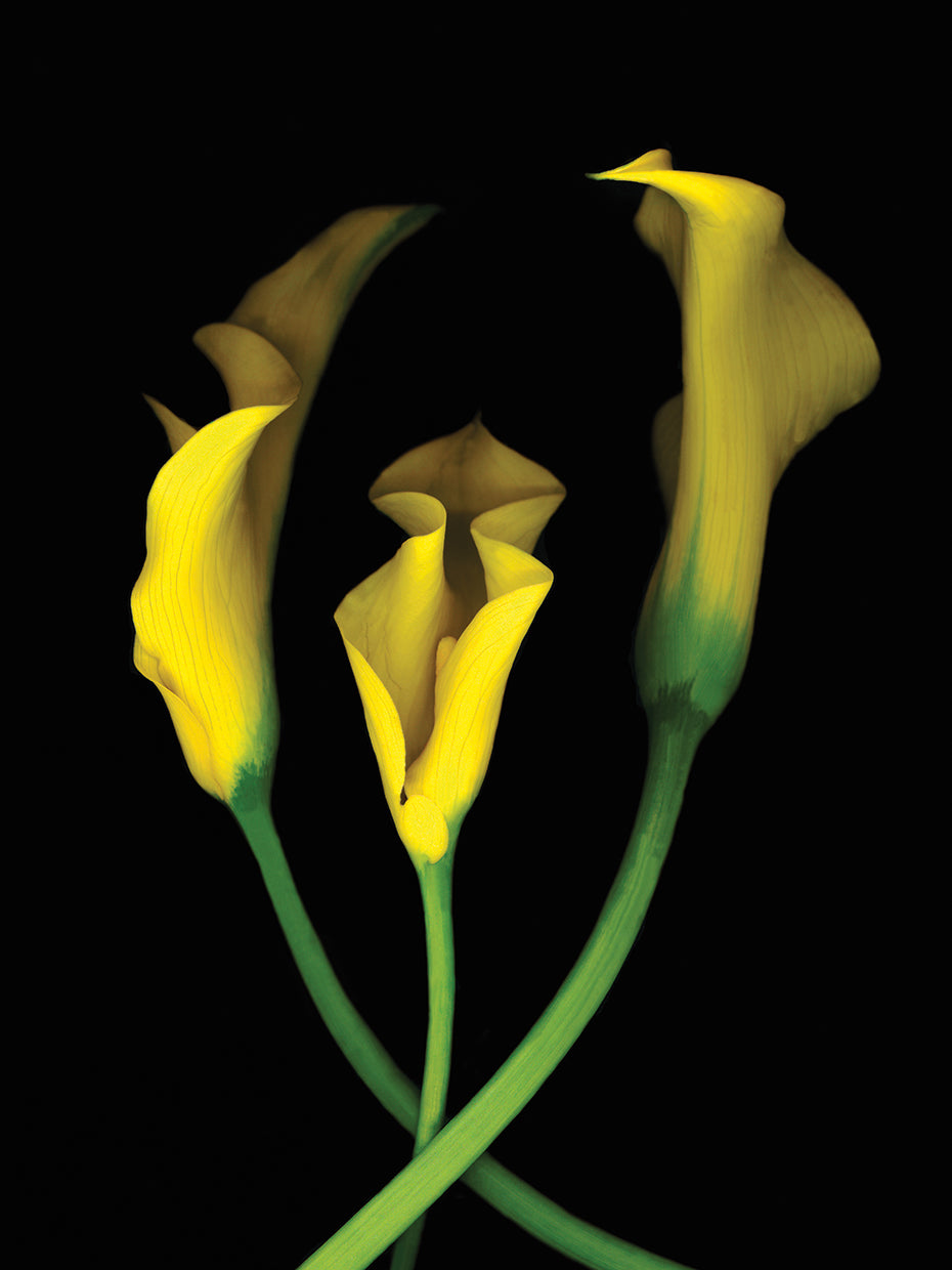 Calla Lilies #2
