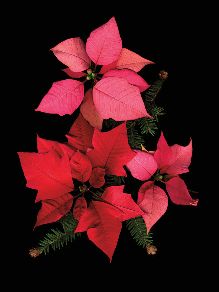 Poinsettia #1