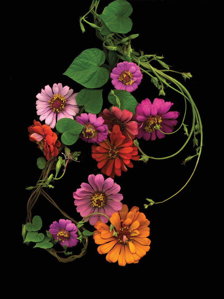 Zinnia & Morning Glory Vine #2