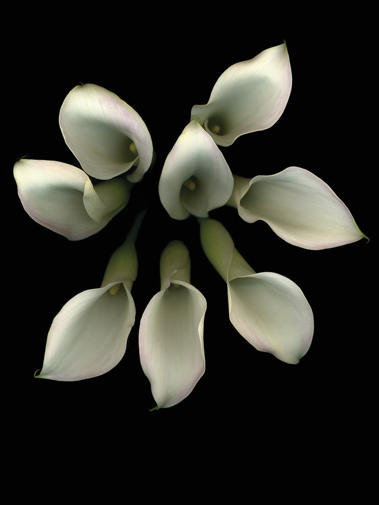 Crystal Blush Calla Lily #2