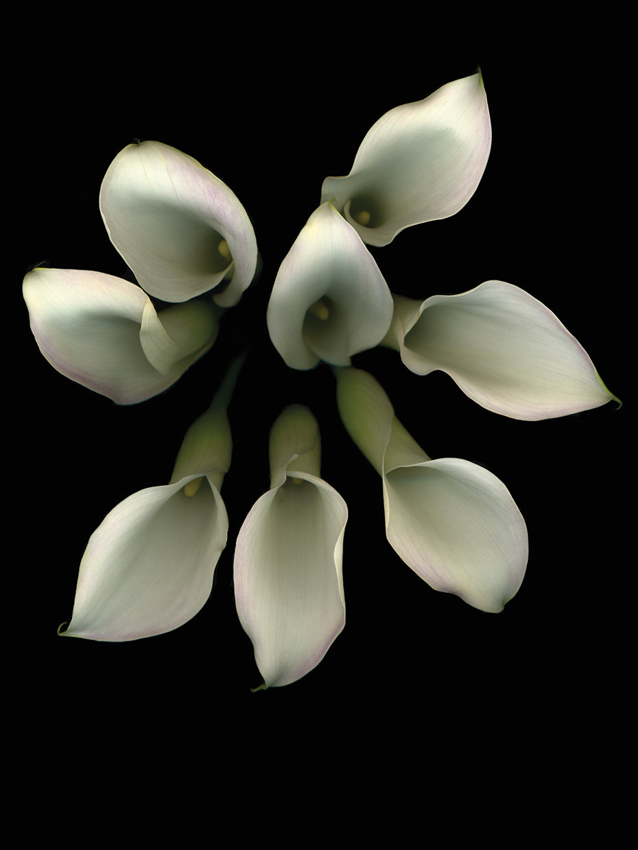 Crystal Blush Calla Lily #2