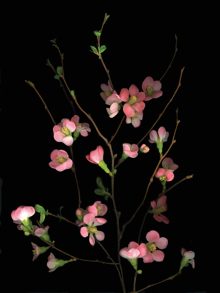 Flowering Peach Quince