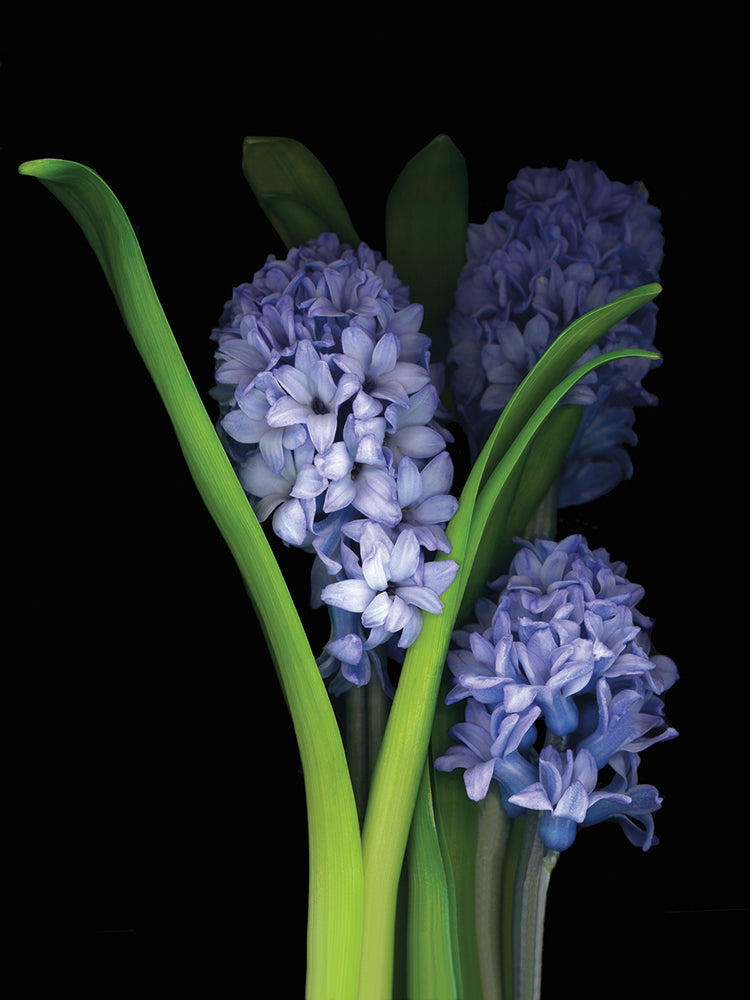 Hyacinth