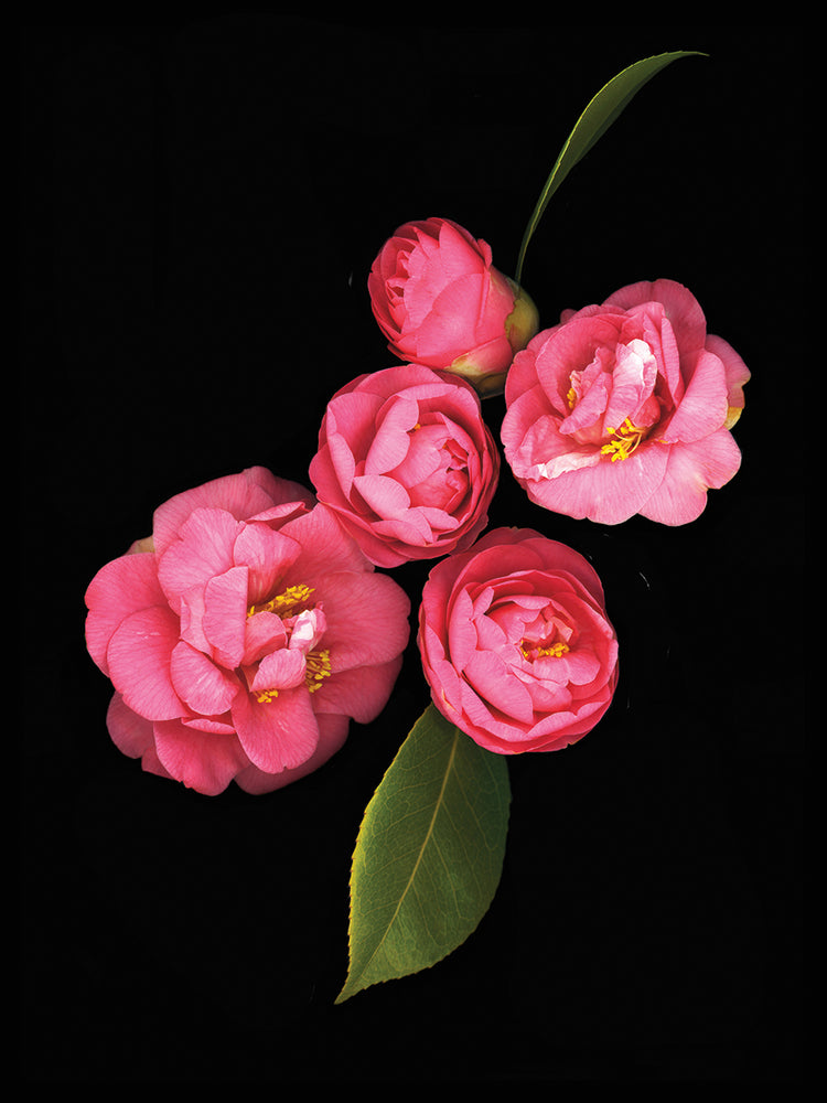Camellia Japonica #2
