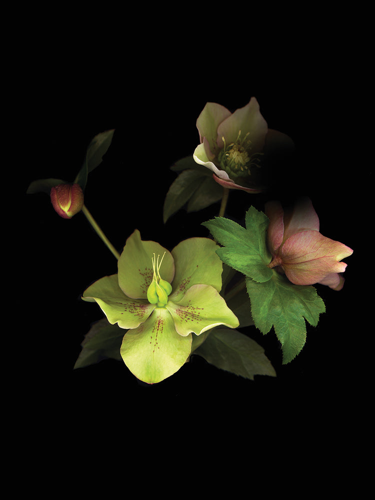 Lenten Rose 07 #1