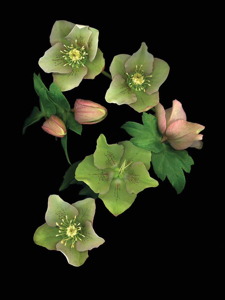 Lenten Rose 07 #2