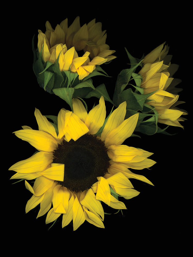 Girasol #2 Arte de la lona