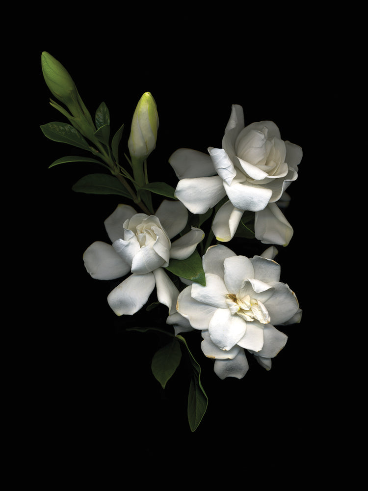 Gardenia '07 Lienzo
