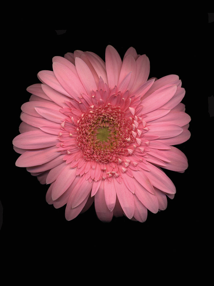 Gerber Daisy #3 Arte de la lona