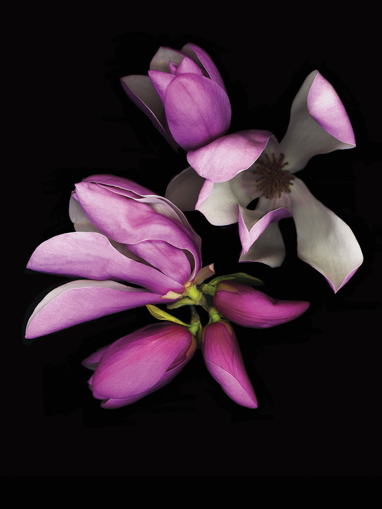 Tulipán Magnolia #2 Lienzo