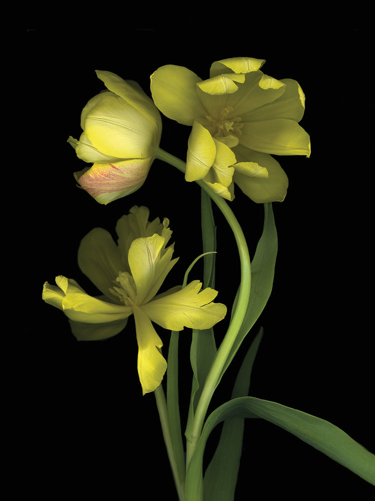 Arte de la lona del tulipán holandés amarillo #1