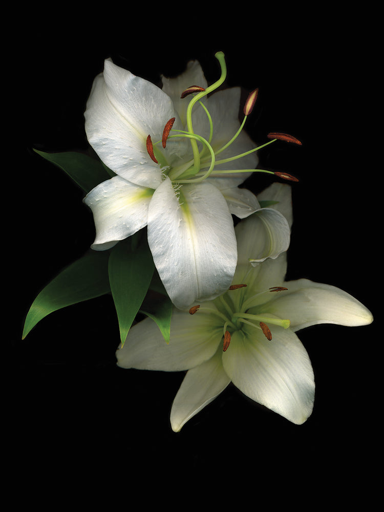 White Lilies #2
