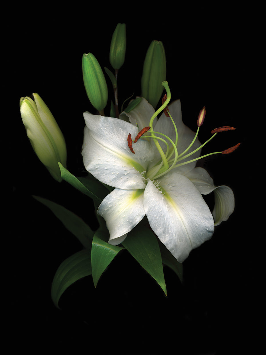 White Lily #4